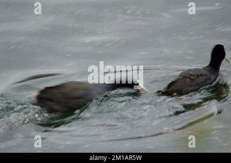 Der eurasische Coot Fulica atra greift einen anderen an. Bildunschärfe als Hinweis auf Bewegung. Kawaguchi-See. Fuji-Hakone-Izu-Nationalpark. Honshu. Japan. Stockfoto