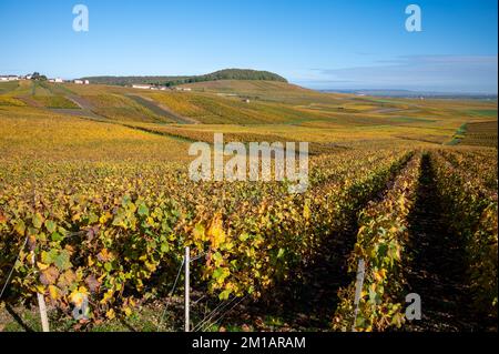 Bunte Herbstlandschaft mit gelben Grand Cru chardonnay Weinbergen in Cramant, Region Champagne, Frankreich Anbau von weißen chardonnay Weintraube o Stockfoto