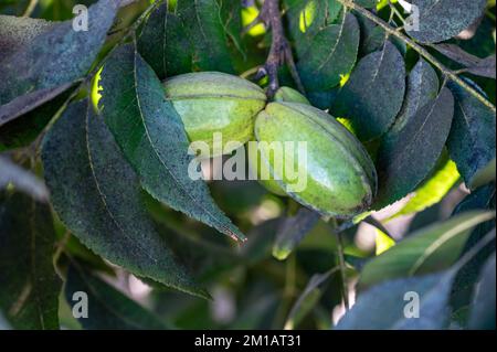 Plantage von Pekannussbäumen in der Nähe von Paphos mit grünen unreifen Nüssen, Zypern Stockfoto