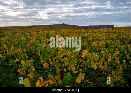 Bunte Herbstlandschaft mit gelben Grand Cru chardonnay Weinbergen in Cramant, Region Champagne, Frankreich Anbau von weißen chardonnay Weintraube o Stockfoto