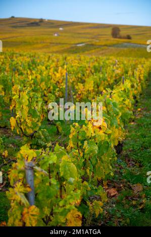 Bunte Herbstlandschaft mit gelben Grand Cru chardonnay Weinbergen in Cramant, Region Champagne, Frankreich Anbau von weißen chardonnay Weintraube o Stockfoto