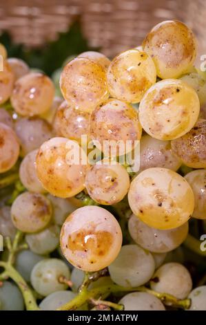 Reife Bio-riesling-Weintrauben aus nächster Nähe, Weinlese in deutschen Weinbergen, Herstellung von weißen trockenen Bioweinen Stockfoto