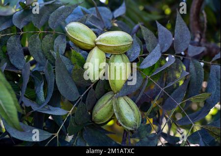 Plantage von Pekannussbäumen in der Nähe von Paphos mit grünen unreifen Nüssen, Zypern Stockfoto