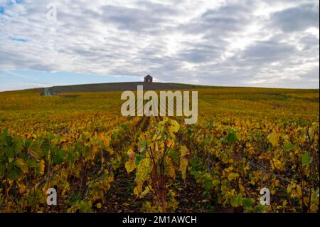 Bunte Herbstlandschaft mit gelben Grand Cru chardonnay Weinbergen in Cramant, Region Champagne, Frankreich Anbau von weißen chardonnay Weintraube o Stockfoto