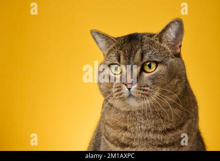 Porträt einer erwachsenen grauen schottischen geraden Katze auf gelbem Hintergrund Stockfoto