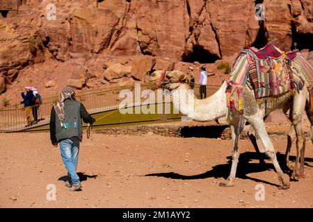 Petra, Jordanien - 3. November 2022: Beduinische Kamele und Fahrer in der antiken Stadt Petra Stockfoto