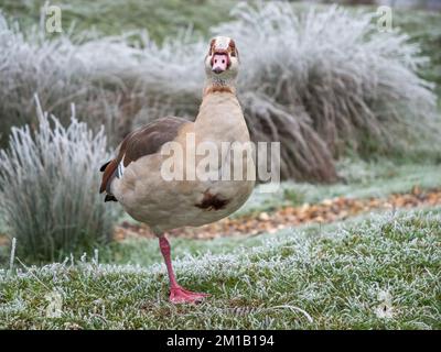 Eine ägyptische Gans (Alopochen aegyptiaca), die auf einem Bein auf frostbedecktem Gras in Richmond Park, Surrey, Großbritannien, steht. Stockfoto