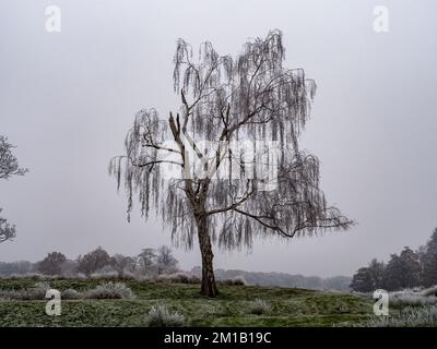 Frostbedeckte Trauerbirne (Betula pendula „Tristis“) in Richmond Park, Surrey, Großbritannien. Stockfoto