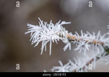 Wunderschöne Eiskristall-Säulen bildeten sich nach einer kalten Winternacht in Richmond Park, Großbritannien, auf den Büschen. Stockfoto