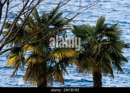 Öffentlicher Strand, Nebensaison Blick, Thonon-les-Bains, Haute-Savoie, Frankreich Stockfoto