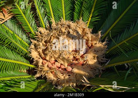 Weibliche Sago-Palmenkerne in Blüte. Cycas revoluta. Stockfoto