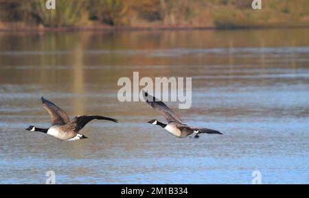 Zwei Kanadische Gänse (Branta canadensis) im Flug. Ich bin nur als Paar von einem See abgehauen. Stockfoto