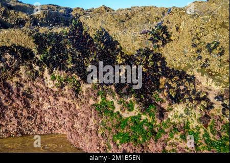 Muschelkolonie genießbare Muscheln auf Unterwasserfelsen bei Ebbe am Sandstrand Magoito, Portugal, Region Lissabon Stockfoto