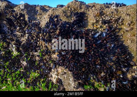 Muschelkolonie genießbare Muscheln auf Unterwasserfelsen bei Ebbe am Sandstrand Magoito, Portugal, Region Lissabon Stockfoto