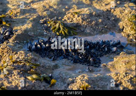 Muschelkolonie genießbare Muscheln auf Unterwasserfelsen bei Ebbe am Sandstrand Magoito, Portugal, Region Lissabon Stockfoto