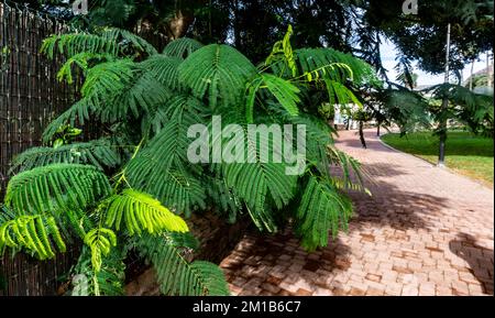 Dieser Mimosabaum (Albizia Julibrissin) auf Gran Canaria bietet eine atemberaubende Farnflora, die der Landschaft der Insel Schönheit verleiht Stockfoto