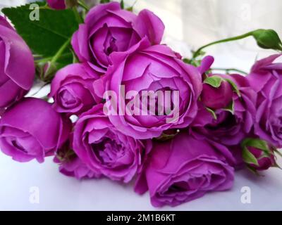 Großaufnahme mit Blumenstrauß und magentafarbenen Rosen Stockfoto