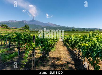 Santa Venerina, Sizilien, Italien - 24. Juli 2020: Sizilianische Weinberge mit Ausbruch des Vulkans Ätna auf sizilianischem Hintergrund, Italien. Sizilianisches Land Stockfoto