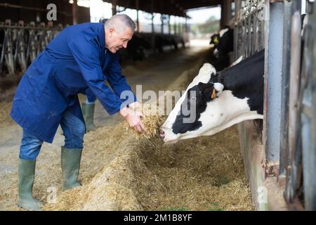 Landwirt, der Kühe mit Heu füttert Stockfoto