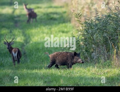 Wildschwein und Rotwild stehen zusammen auf einer Wiese vor Schilffeld und Wald. Wildtiere in ihrem natürlichen Lebensraum Stockfoto