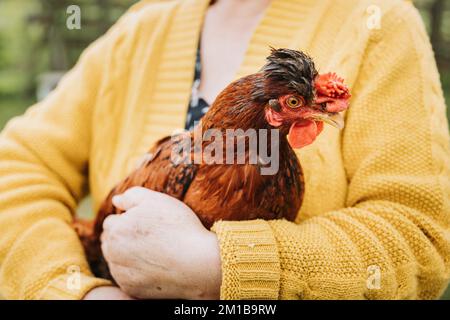 Unbekannte Bauernfrau, die rote Hühnerbrut in ihrem Biobauernhof hält Stockfoto
