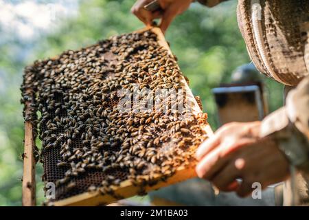 Der junge Imker hält eine Honigzelle mit Bienen. Konzept der nachhaltigen Bienenzucht und der Bionahrung Stockfoto