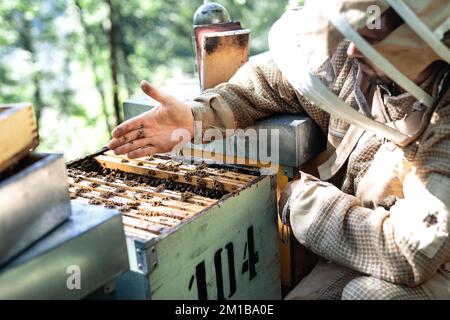 Seitenansicht eines Imkers, der die Bienenkönigin in seiner Handfläche hält. Stockfoto