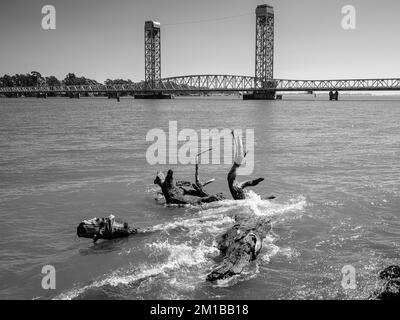 Die Rio Vista Draw Bridge am Sacramento River in Kalifornien mit einem an Land gewaschenen Treibbaum. Stockfoto