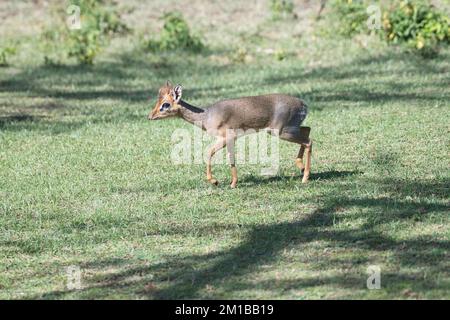 Kirk's dikdik (Madoqua Kirkii) Stockfoto