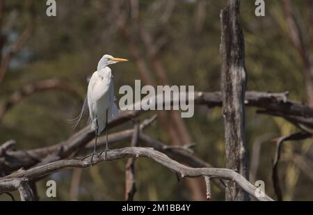 Der große weiße Reiher (Casmerodius albus), der in einem toten Baum ruht Stockfoto