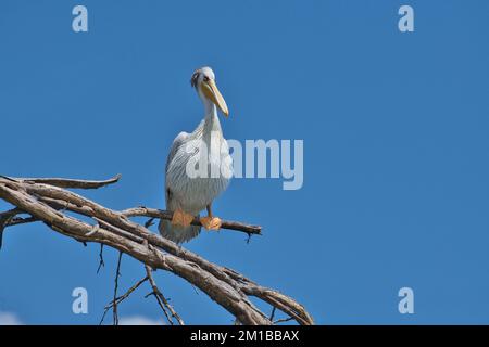 Pelecanus rufescens (Pelecanus rufescens) mit rosafarbenem Rücken in Zuchtfarben Stockfoto