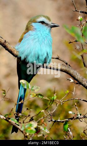 Ein Racketschwanz-Roller, gefunden in Afrika südlich der Sahara, sitzt auf einem Baum und pumpt seine Federn hoch. Stockfoto