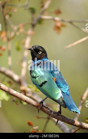 Ein wunderschöner Superb Starling, der auf einem Ast sitzt Stockfoto