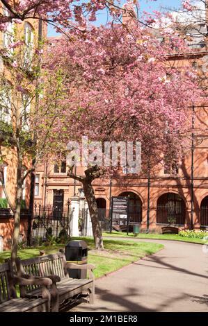 Mount Street Gardens, Mayfair, Westminster, London, Großbritannien. Friedlicher Garten mit Kirschblüten Stockfoto