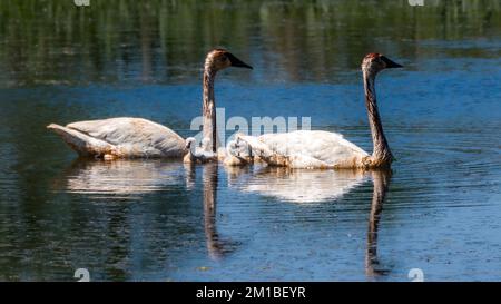 Zwei Gänse treiben auf einem ruhigen See Stockfoto