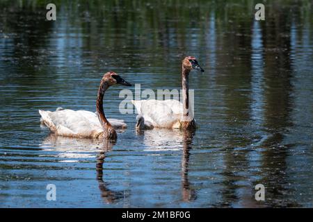 Zwei Gänse treiben auf einem ruhigen See Stockfoto