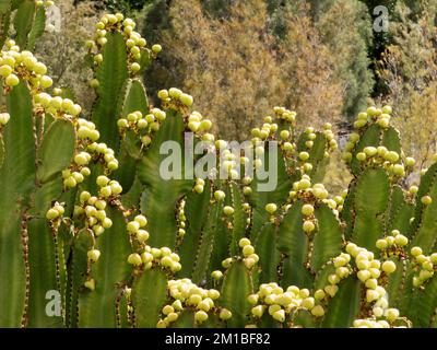 Betancuria | die malerische alte Hauptstadt Fuerteventura, Kanarische Inseln, Spanien Stockfoto