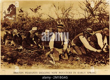 Halbton von bretonischen Bauern, die im Frühjahr um 1925 neue Kartoffeln gräben, aus einer pädagogischen Publikation aus dem Jahr 1927 Stockfoto
