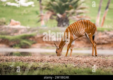 Antilopen grasen auf dem Feld am Teich im Safari Park Stockfoto
