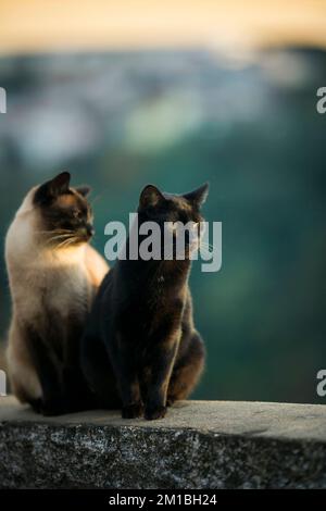 Zwei Straßenkatzen in einer romantischen Beziehung. Stockfoto