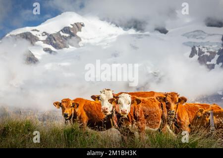 Schweizer Braunkühe in der Alpenlandschaft, Gran Paradiso, Norditalien Stockfoto