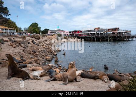 Seelöwen und Robben auf Felsen mit Holzhäusern und Werft im Hintergrund Stockfoto