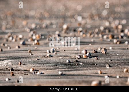 Nahaufnahme von Muscheln und Kieseln am Strand Stockfoto