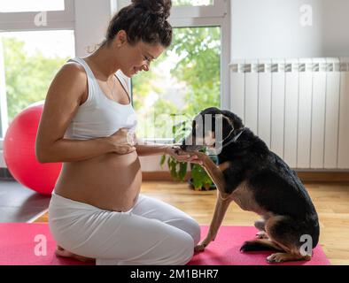 Schwangere Frau, die auf einer Yoga-Matte sitzt, sich nach dem Training ausruht und zu Hause mit dem Hund spielt Stockfoto