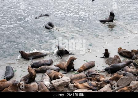 Blick von oben auf die Herde der Seelöwen, die in der Bucht von Monterey schlafen und schwimmen Stockfoto