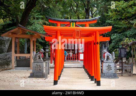 Orangefarbene Tore und Fuchsstatuen am Sumiyoshi-jinja (dem japanischen Shinto-Schrein) im November in Fukuoka, Japan Stockfoto