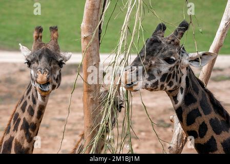 Giraffen essen Zweige im San Diego Safari Park Stockfoto