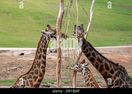 Giraffen, die im Safari Park Bäume essen Stockfoto