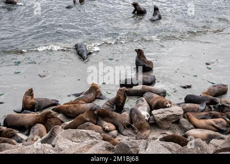 Blick von oben auf die Seelöwenherde, die in der Bucht von Monterey schläft und schwimmt Stockfoto