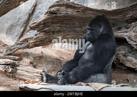 Gorilla schläft, während er im San Diego Safari Park auf Textilien sitzt Stockfoto